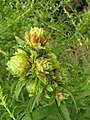 Gall of Procecidochares atra on Solidago