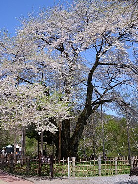 荘川桜