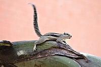 Squirrel in Chandigarh