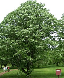 Linditré af tegundinni Tilia tomentosa