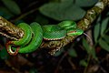 Trimeresurus gumprechti