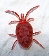 Trombidium holosericeum.