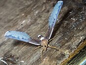 Zoraida species from Cambodia