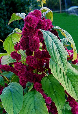 Kattesteirtamarant (Amaranthus caudatus)