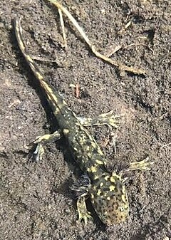 Description de l'image Ambystoma altamirani cropped.jpg.