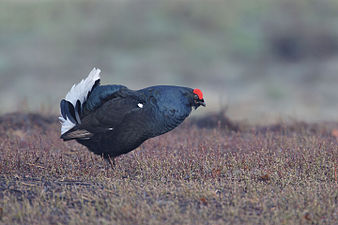 Korhaan op de Lüneburger Heide, Duitsland