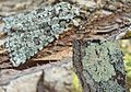 Cryphia (Bryopsis) muralis (Forster, 1771)