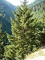 აღმოსავლეთის ნაძვი (Picea orientalis)