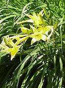 Hemerocallis thunbergii, aspecto geral da planta.