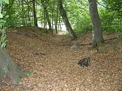 Holveg i Bøkeskogen i Larvik. Foto: Arnstein Rønning