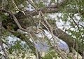 Immature male lazuli bunting.