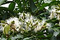 Image 1The flower of an Inga tree. (from Agroforestry)