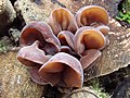 Judasohr (Auricularia auricula-judae)