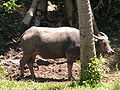 Philippine carabao (Bubalus bubalis;kalabaw in Tagalog; kabaw in Visayan)