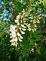 Photo couleur montrant une branche de robinier faux-acacia en fleurs.