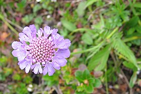 Scabiosa lucida