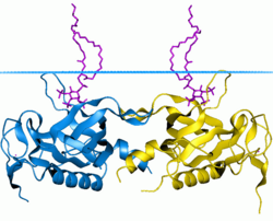 Bruton-Tyrosinkinase