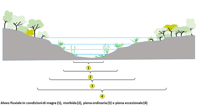 Schema di un alveo fluviale con microzonazione interna alla zona ripariale e tipologia di vegetazione