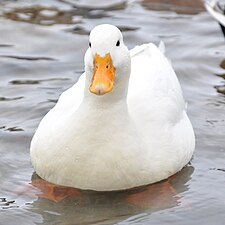 Rață mare (Anas platyrhynchos)