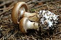 Cortinarius allutus