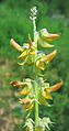 Crotalaria mucronata