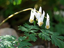 Stem with four white flowers