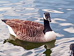 Kanadinė berniklė (Branta canadensis)