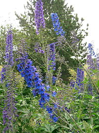 Hageridderspore (Delphinium elatum)