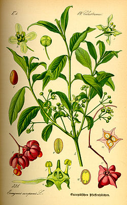 Euonymus europaeus (ilustração).