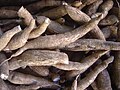 Image 6Cassava (yuca) roots, the Taínos' main crop (from History of Jamaica)