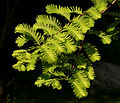 Fogliame primaverile di Metasequoia glyptostroboides