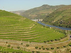 Image illustrative de l’article Douro (DOC)