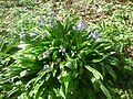 Touffe de Scille lis-jacinthe en Ariège.