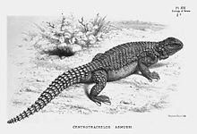 UromastyxAsmussi.jpg