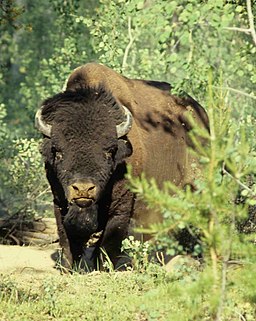 En skogsbison (Bison bison athabascae) i Wood Buffalo nationalpark.