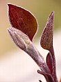 Ломонос (Clematis sp.)