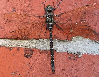 Venglazenmaker ♂ (Aeshna juncea)