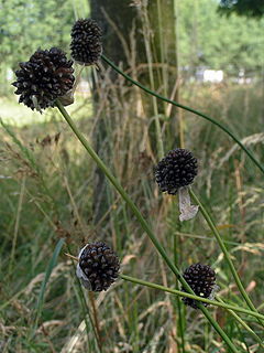 Див чесън (A. vineale)