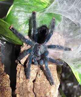 Avicularia geroldi