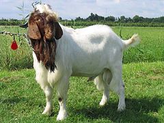 The Boer goat, a meat breed