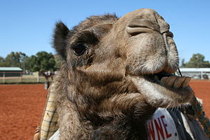 Gros plan d'un dromadaire (Camelus dromedarius) en train de mâchouiller lors de l'édition 2009 de la Camel Cup, une course cameline qui a lieu annuellement à Alice Springs, en Australie. Ce pays abrite une population d'environ un million de dromadaires à l'état sauvage, descendants d'animaux introduits au XIXe siècle. (définition réelle 3 888 × 2 592)