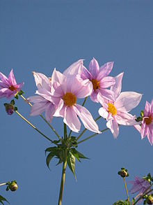 Dahlia imperialis2.jpg