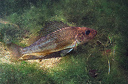 Йорж звичайний (Gymnocephalus cernua)