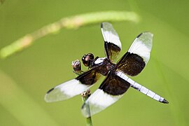 Libellula luctuosa