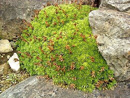 Saxifraga caucasica