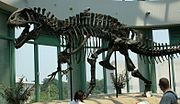 Acrocanthosaurus