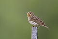 Piula gola-roja (Anthus cervinus)