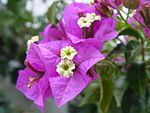 Rosa högblad och vita blommor hos Bougainvillea glabra.