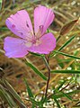 Clarkia bottae