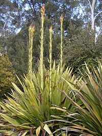 Doryanthes excelsa